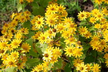 Close-up of Little Yellow Star in a park.