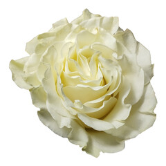 White rose flower terry photo
