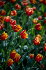 Soft focus on red white national holland tulip growing in wide huge field of many orange flowers. Delicate, elegant plant in sunshine sunlight. Growth of blooming flower with opening bright petals