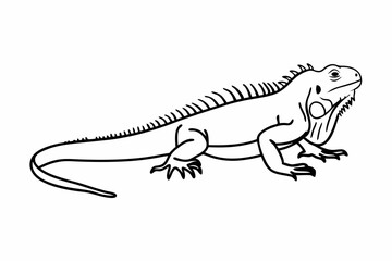 lizard on white background