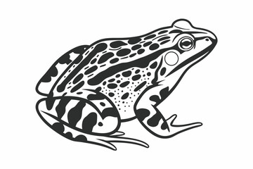 frog on white background