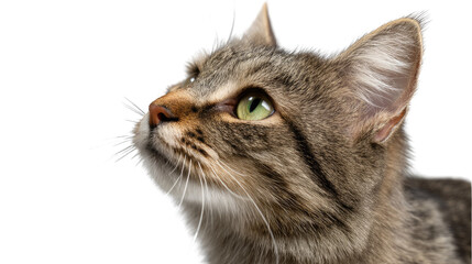 Feline Contemplation: A close-up of a domestic cat, gazing upward with bright green eyes, exuding a sense of curiosity and calm in a photorealistic capture.