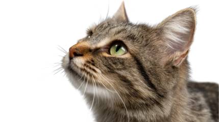 Feline Contemplation: A close-up of a domestic cat, gazing upward with bright green eyes, exuding a sense of curiosity and calm in a photorealistic capture.
