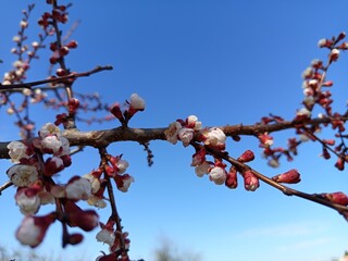  Apricot branch in early bloom against a clear blue sky.