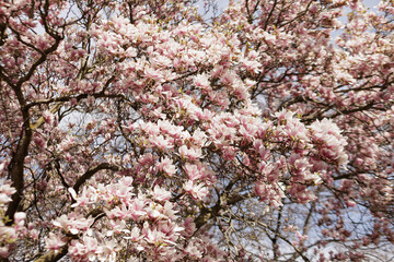 Pink magnolia tree blooming in spring season in Vojan Gardens Prague copy space wallpaper