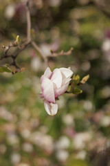 Naklejka premium Magnolia tree blooming in spring with blurred background in Vojan Gardens Prague copy space wallpaper