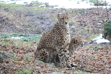 山口県】秋吉台自然動物公園サファリランド、ふれあい広場