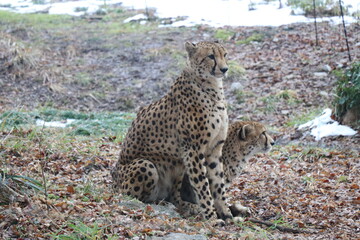 山口県】秋吉台自然動物公園サファリランド、ふれあい広場