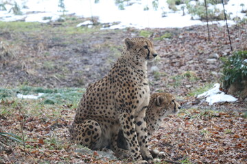 山口県】秋吉台自然動物公園サファリランド、ふれあい広場