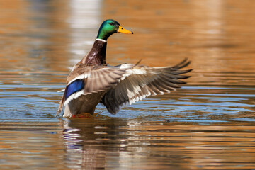 ANADE REAL ANAS PLATYRHYNCHOS 