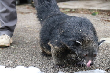 山口県】秋吉台自然動物公園サファリランド、ふれあい広場