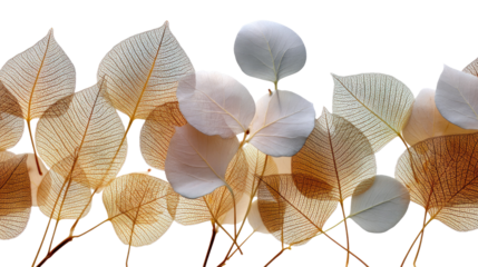 Elegant Leaf Silhouette: A captivating close-up of delicate, translucent leaves showcases intricate vein patterns, creating an ethereal display of nature's artistic beauty.