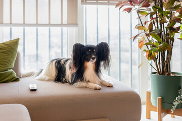 Papillon dog, Continental Toy Spaniel breed, with long, flowing ears and a black and white fur lies on a beige sofa in a sunlit living room. Surrounded by plants and pillows, roller blinds on windows.