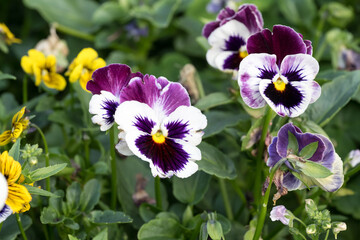 Beautiful Wild Pansy (viola tricolor) flowers.