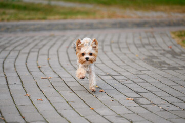 Small Yorkshire Terrier dog runs happily along sidewalk, enjoying playing outdoors during walk in...