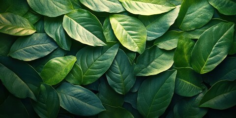 Fresh green leaves layered together in natural sunlight showcasing vibrant textures and shades of nature