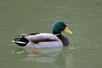 duck on the water