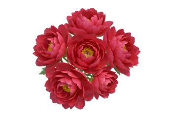 chines painting flower on white back ground