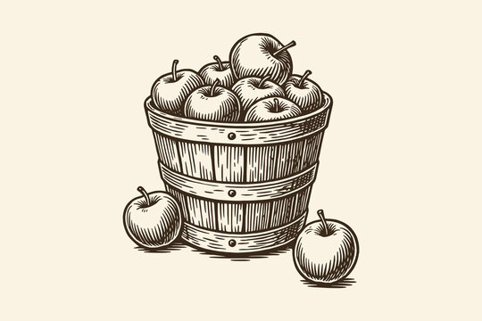  Wooden basket filled with apples, vintage black ink engraving style