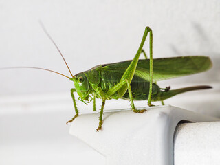 Green grasshopper resting on a white surface