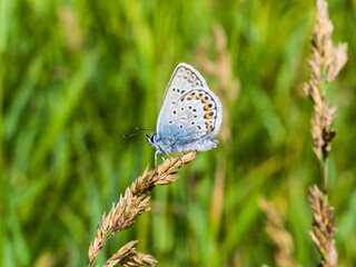 Blue butterfly perched on grass in alpine meadow