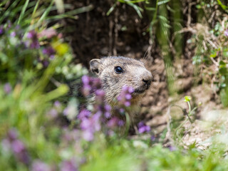 Curious marmot peeking from its burrow among wildflowers