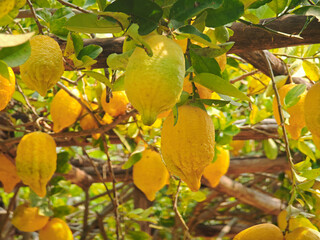 fresh lemon in the garden