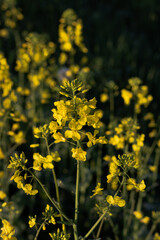 field of yellow flowers. close-up of rapeseed blossoms in the field