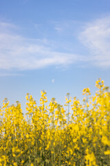Obraz premium field of yellow flowers. rapeseed blossom against the sky. yellow rapeseed field against the sky