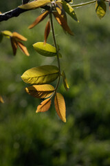 close up of a walnut leaf on a branch. young walnut leaf on a tree. walnut leaf in the spring in the garden