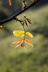 close up of a walnut leaf on a branch. young walnut leaf on a tree. walnut leaf in the spring in the garden