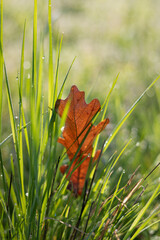 autumn leaf in the grass. close up of a yellow leaf in green grass. autumn oak leaf on green grass in spring