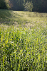field of wheat in summer. close up dew on green grass. spring morning in the field. morning dew on grass