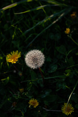 dandelions in the grass. dandelion seed head