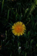 Yellow dandelions on green grass. Dandelion in the garden. Yellow dandelion flower. close-up of dandelion on a dark background