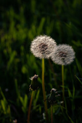 dandelion in the wind. dandelions in the grass. dandelion seed head