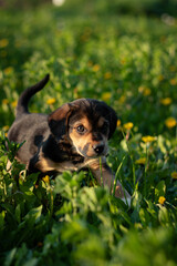 dog in the grass. puppy in the grass. dog and flowers. puppy playing on the grass. puppy among dandelions in spring. close-up of puppy outdoors