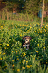 dog and flowers. puppy playing on the grass. puppy among dandelions in spring. close-up of puppy outdoors