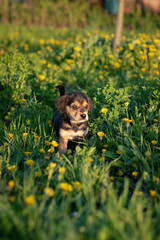 dog and flowers. puppy playing on the grass. puppy among dandelions in spring. close-up of puppy outdoors