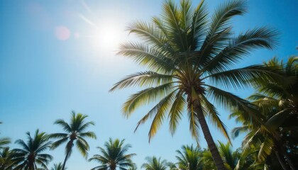 Palm Trees Against Blue Sky on a Sunny Day in Paradise