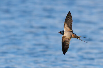 GOLONDRINA COMUN HIRUNDO RUSTICA EN VUELO