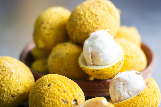 Bacuri Rugoso_ Platonia insignis Mart