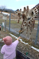 山口県】秋吉台自然動物公園サファリランド、ふれあい広場、キリンに餌やりする女の子