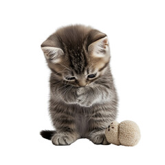 Obraz premium A British Shorthair kitten playing isolated on a transparent background