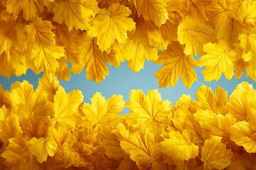 Vibrant yellow autumn leaves create a stunning natural frame against the blue sky during a sunny day in the fall season