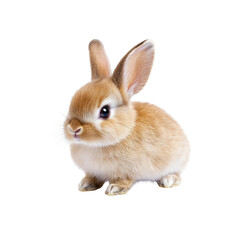 Fototapeta premium Adorable Fluffy Brown Bunny Rabbit Kit, Isolated on Transparent background