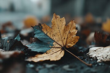 Fallen leaves in autumn showcasing shades of brown and yellow on a wet surface during a rainy day