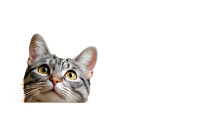 Obraz premium Curious Gaze: A captivating close-up of a tabby cat, with its alert eyes and expressive face. the cat showcases a playful curiosity and captures the essence of feline charm.