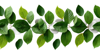 Leafy Serenity: An enchanting series of vibrant green leaves arranged with an aesthetically pleasing composition, creating a sense of nature's purity and freshness. 