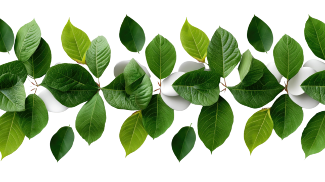 Leafy Serenity: An enchanting series of vibrant green leaves arranged with an aesthetically pleasing composition, creating a sense of nature's purity and freshness. 